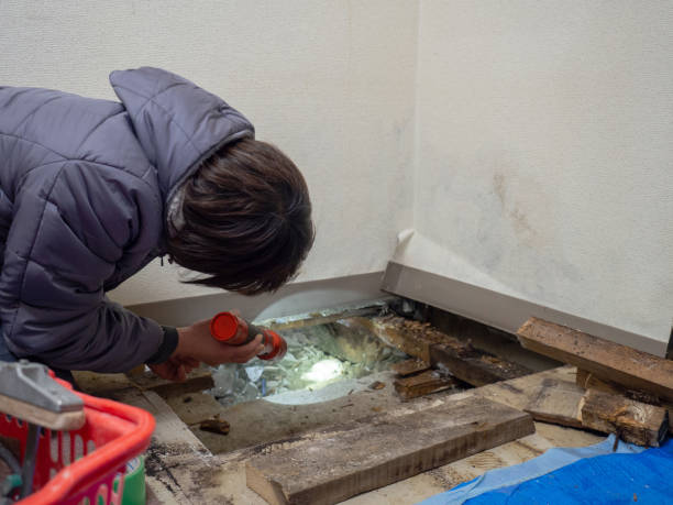 Best Basement Mold Removal  in Marshville, NC
